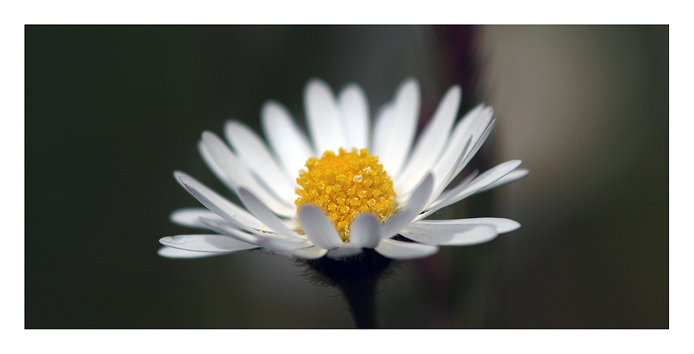 Gänseblümchen 16:9