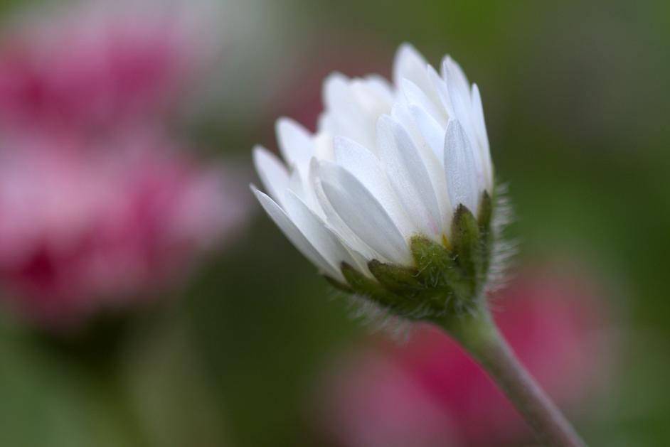 Gänseblümchen