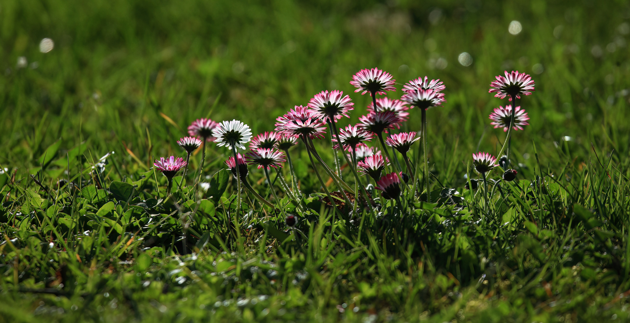 Gänseblümchen