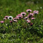 Gänseblümchen