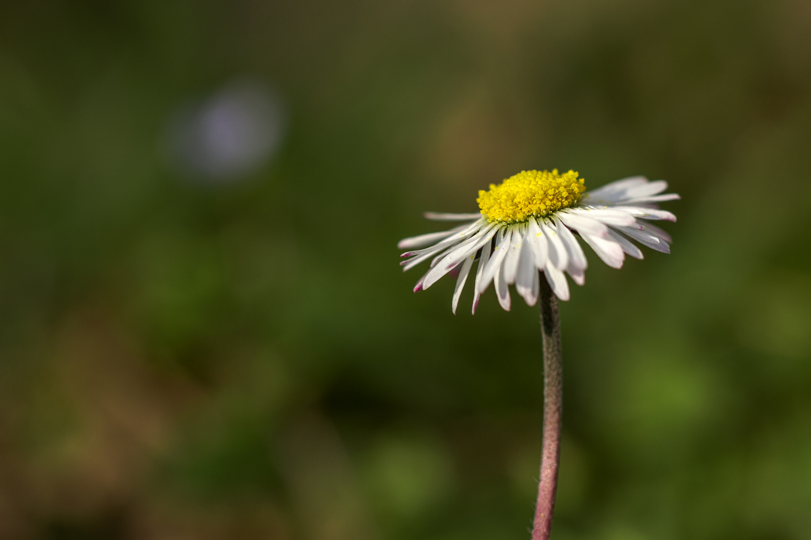 Gänseblümchen