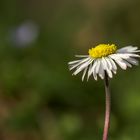 Gänseblümchen