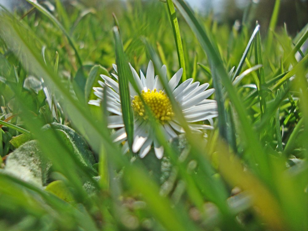 Gänseblümchen von Nicole L 