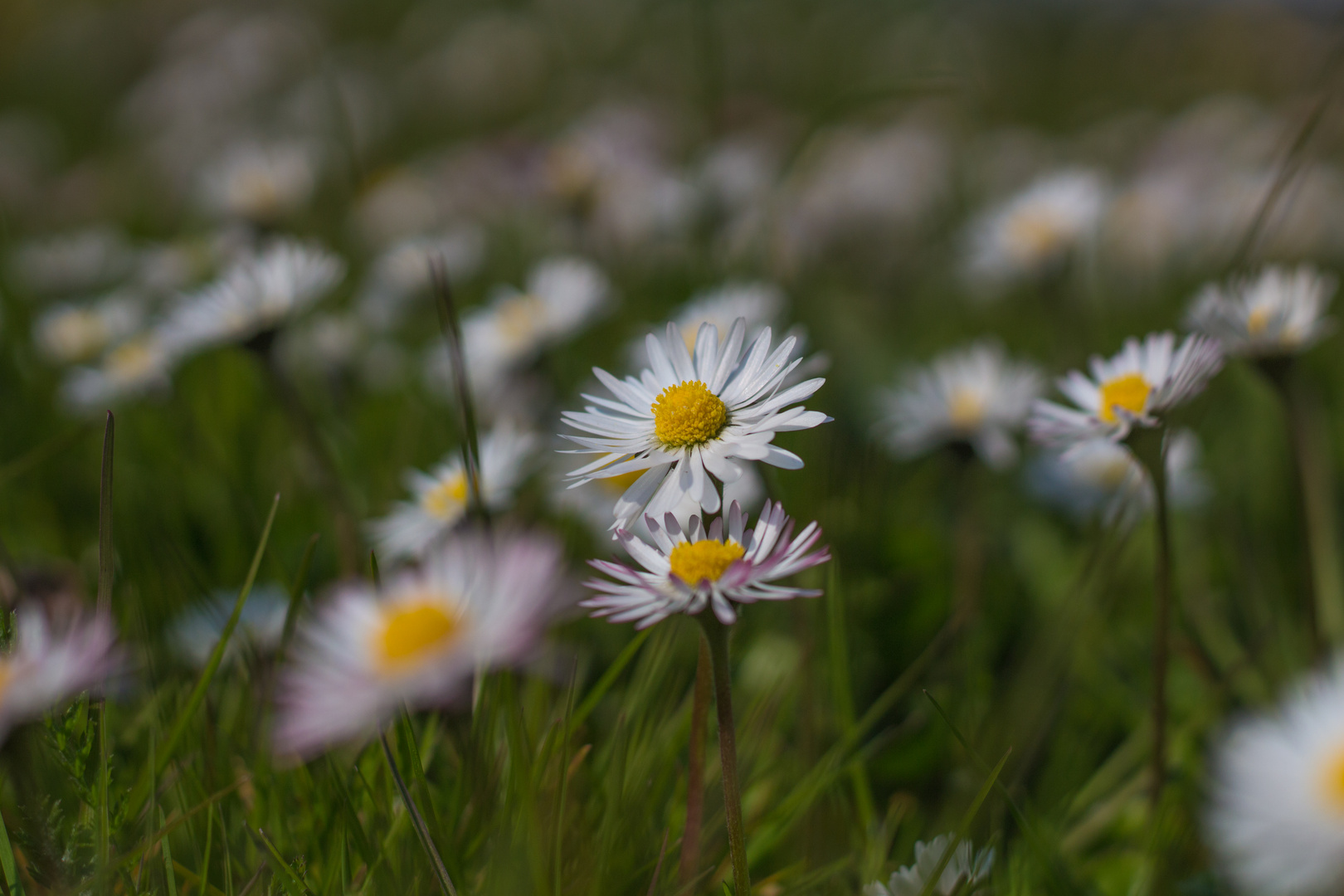 Gänseblümchen