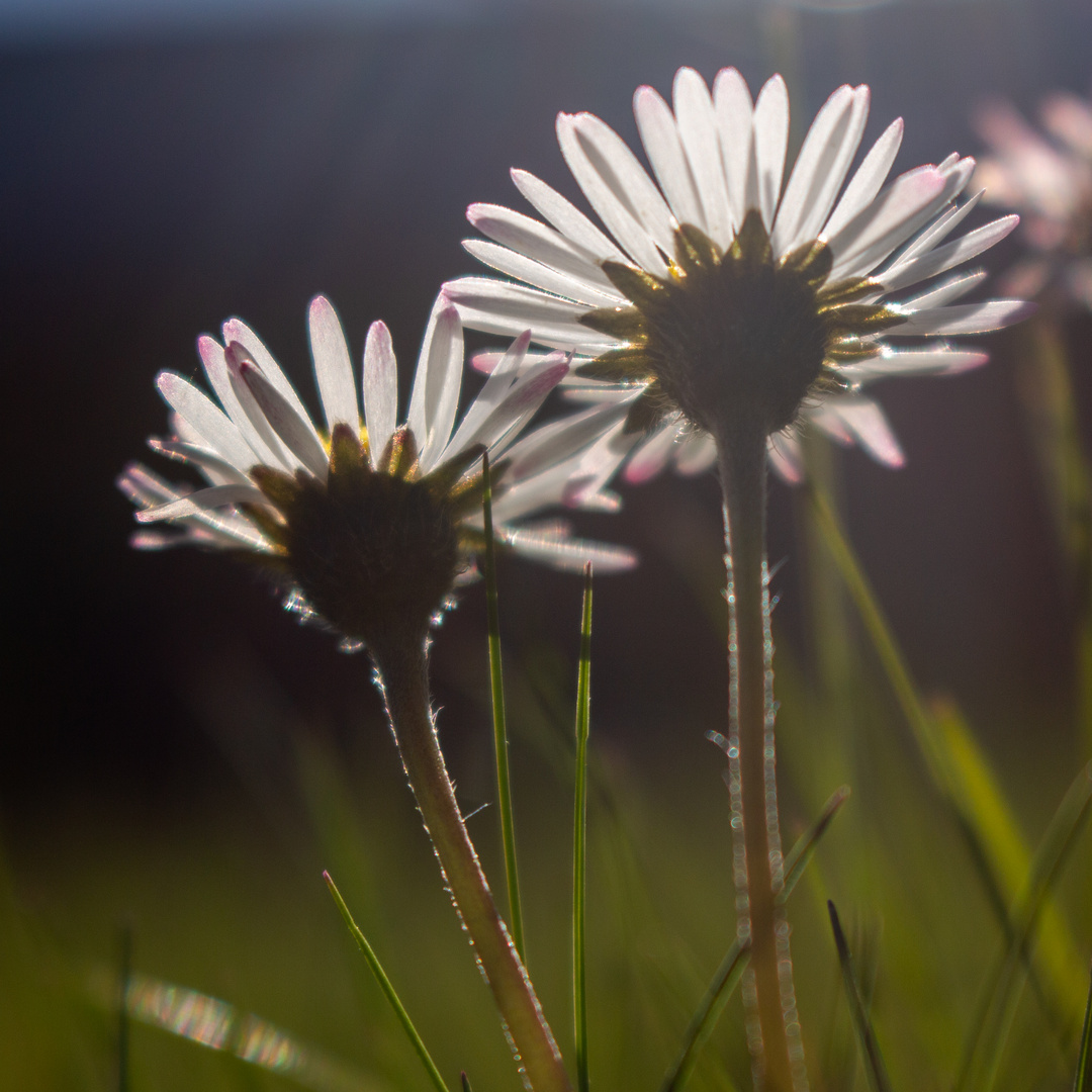 Gänseblümchen 