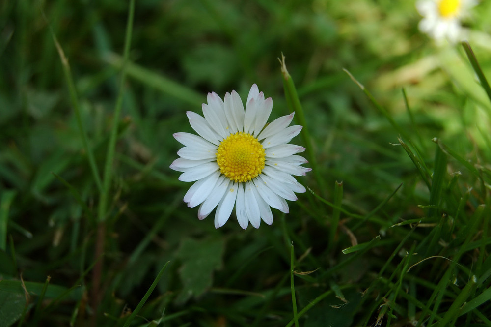 Gänseblümchen