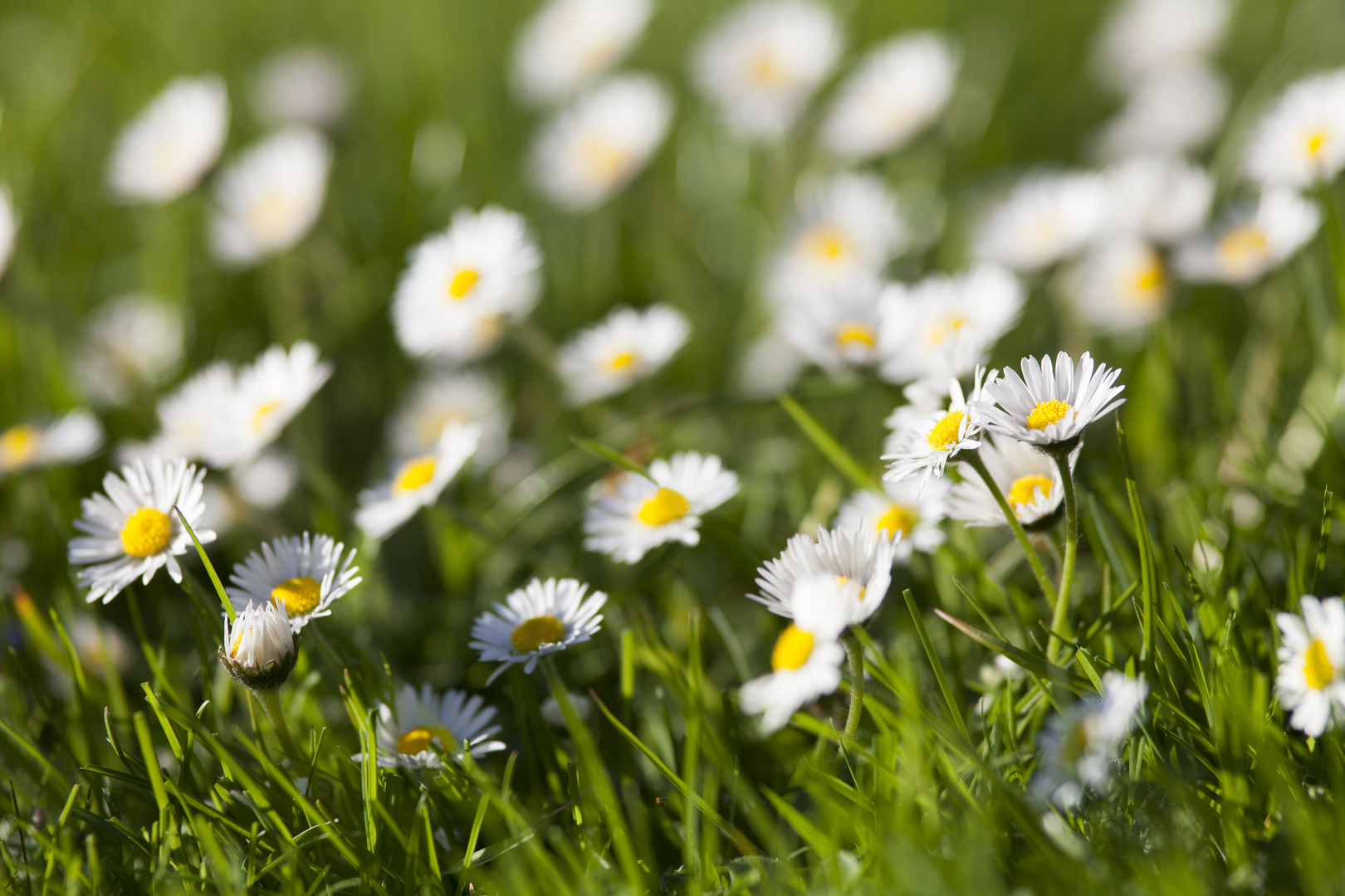 Gänseblümchen