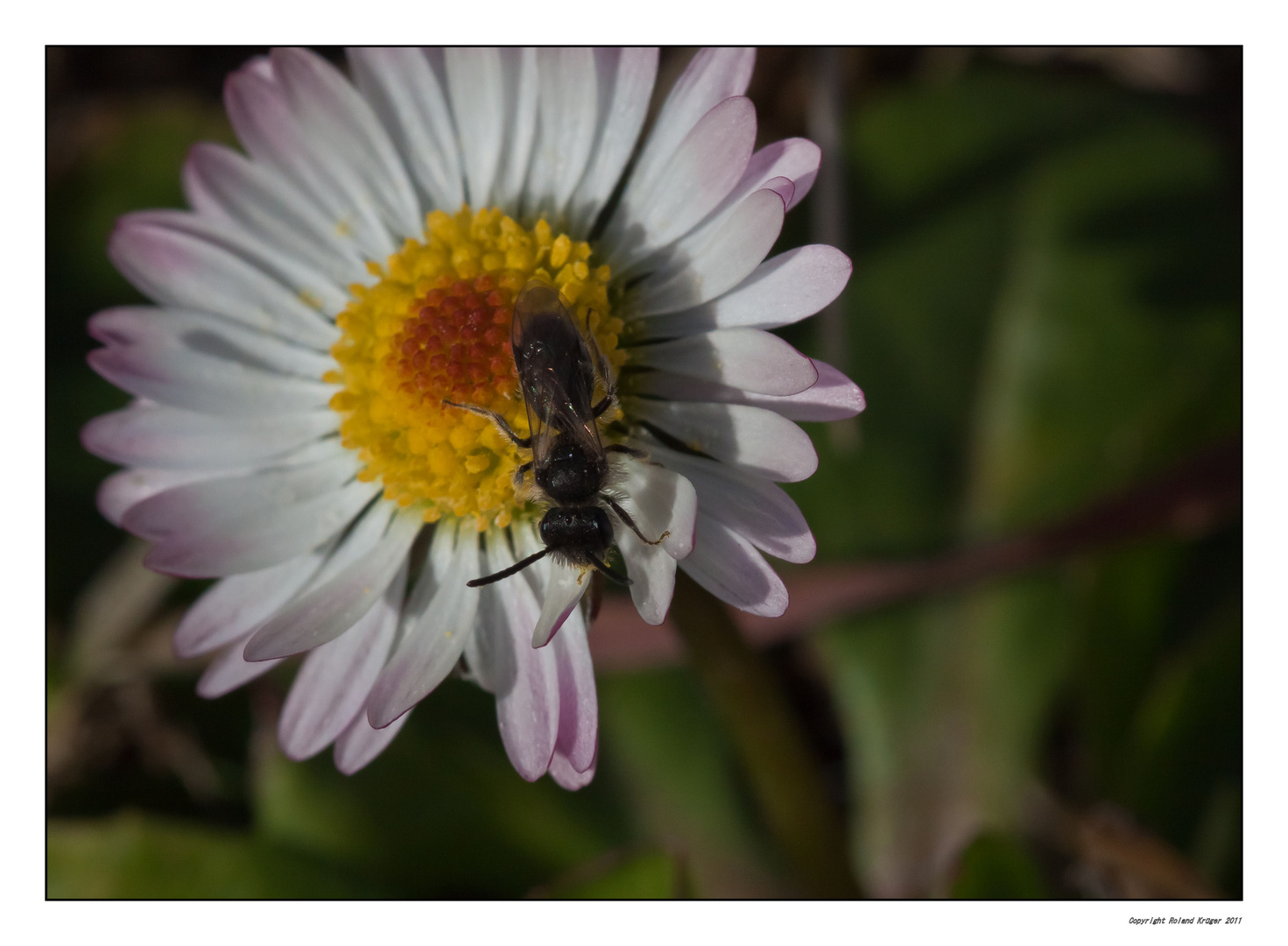 Gänseblümchen