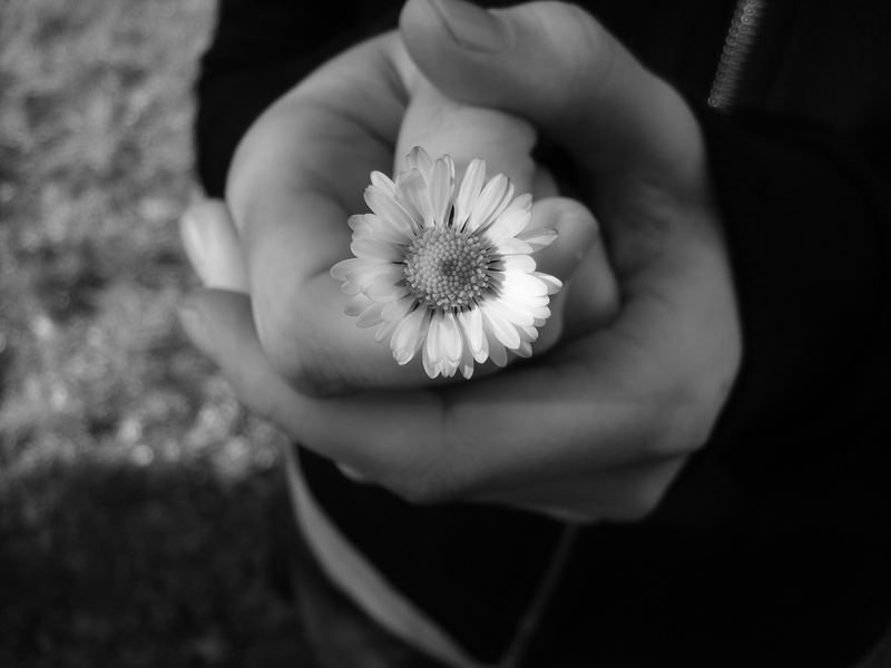 Gänseblümchen :)