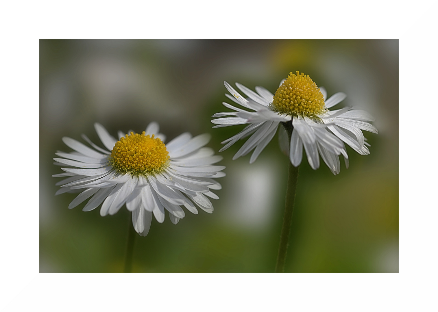 Gänseblümchen