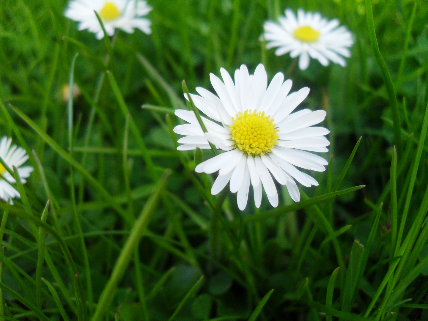 Gänseblümchen