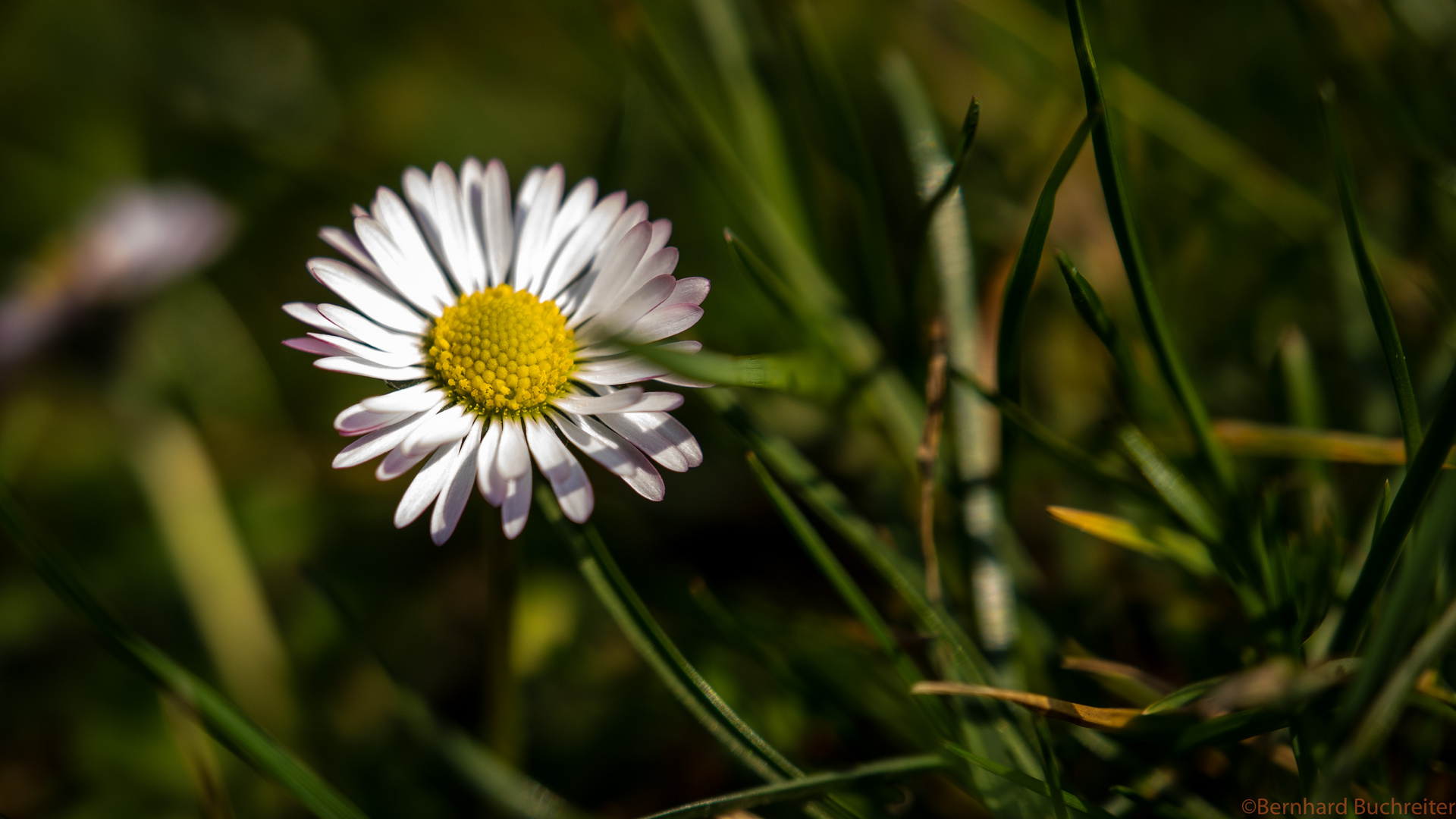 Gänseblümchen