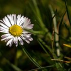 Gänseblümchen