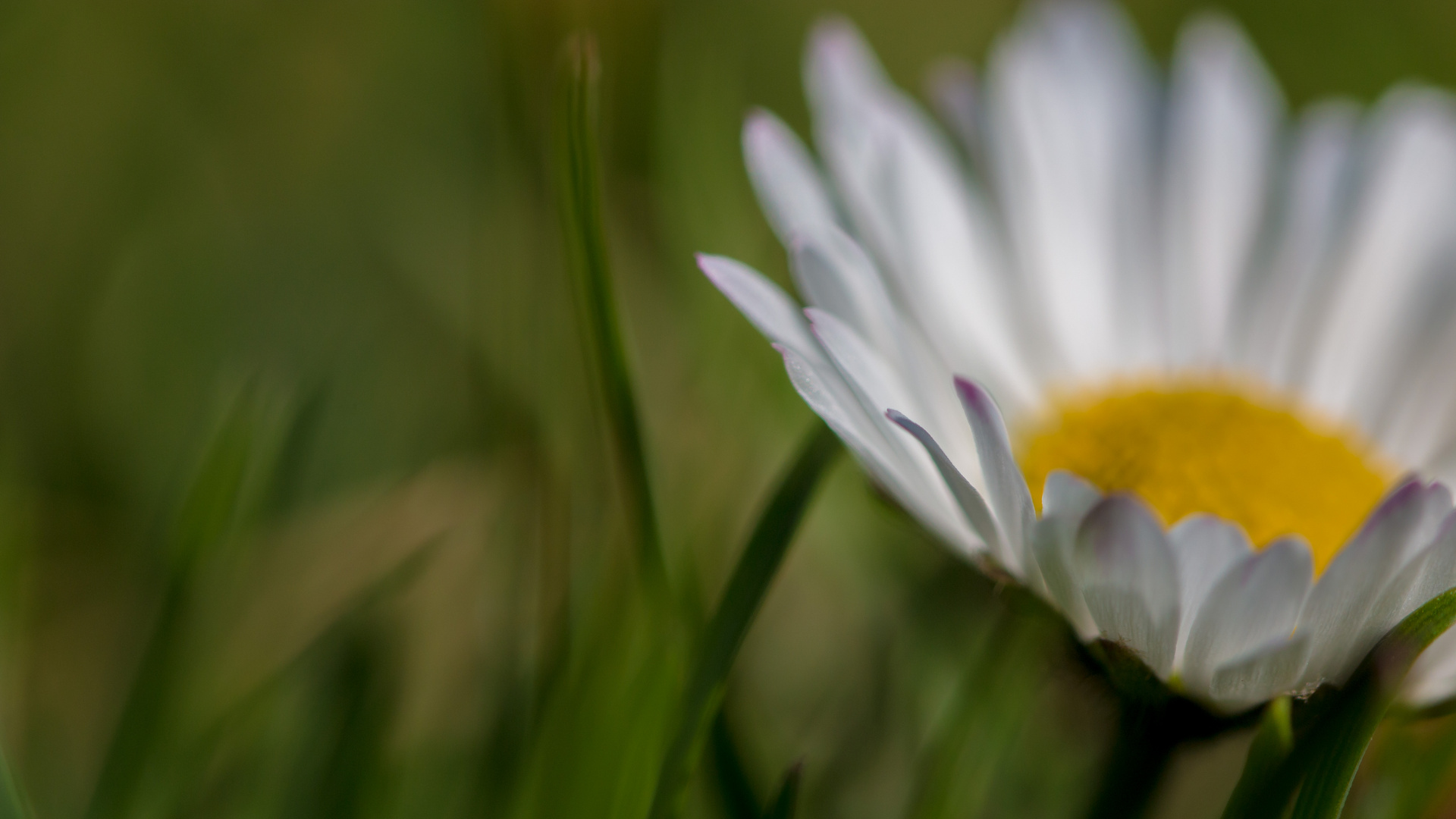 Gänseblümchen