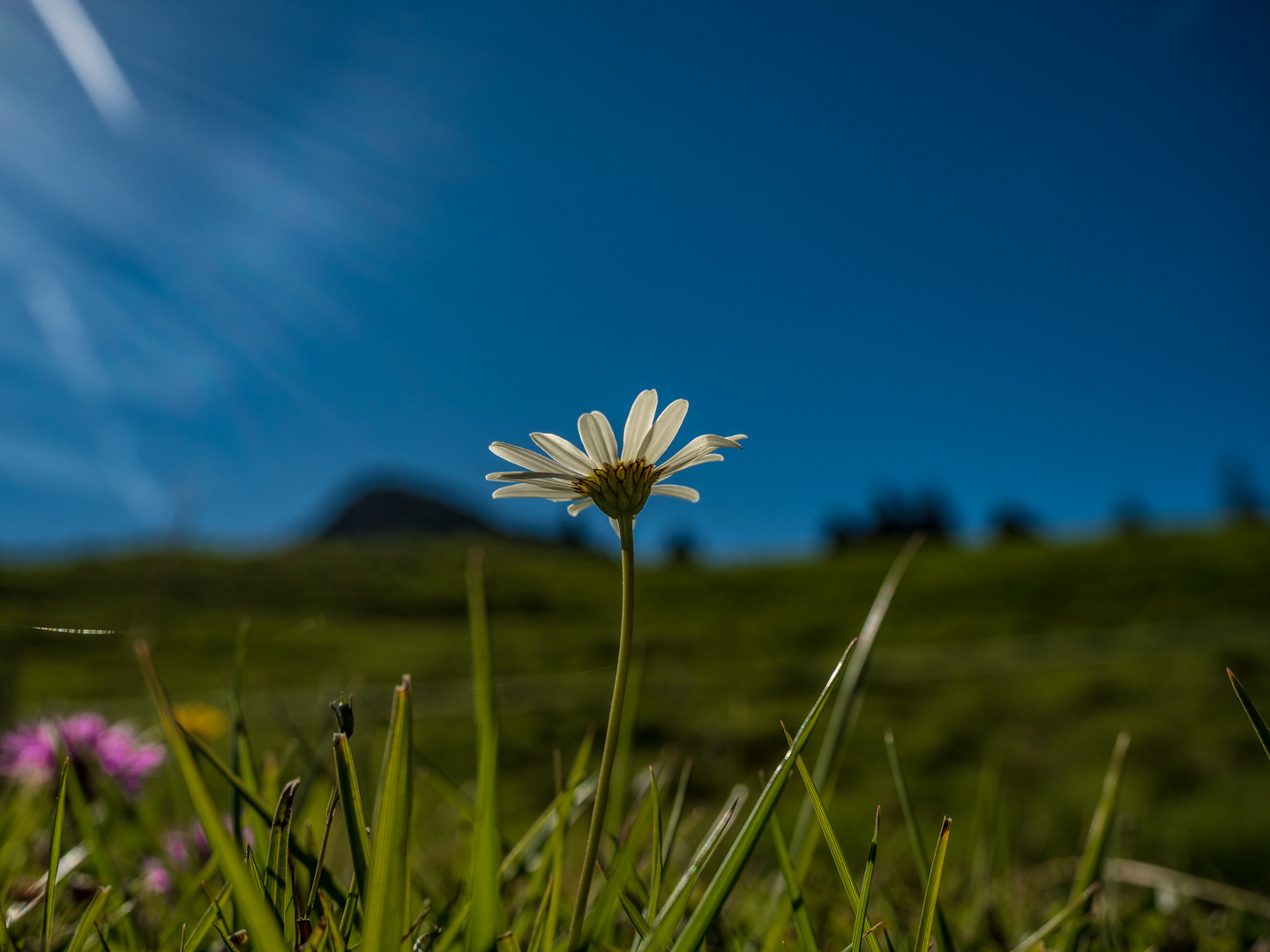 Gänseblümchen