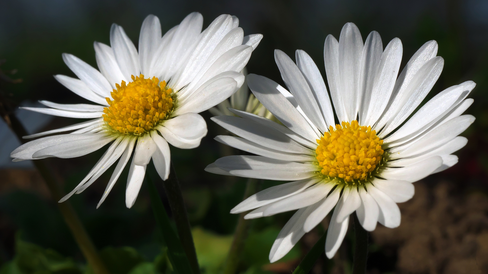Gänseblümchen Foto &amp; Bild | pflanzen, pilze &amp; flechten, blüten ...