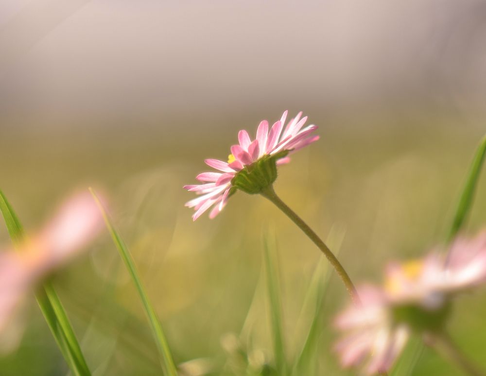 Gänseblümchen