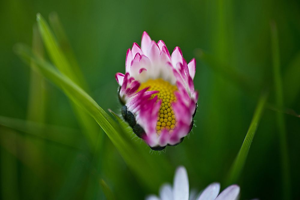 Gänseblümchen