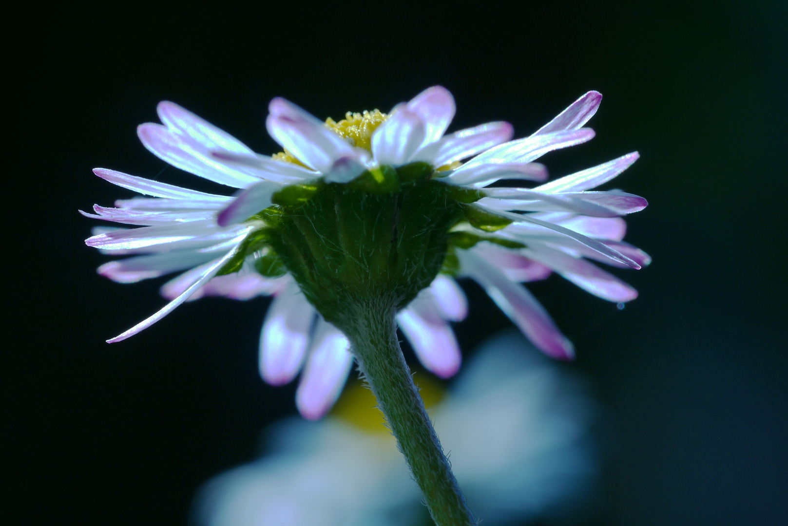 Gänseblümchen