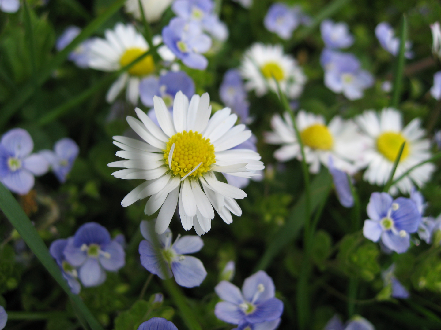 Gänseblümchen