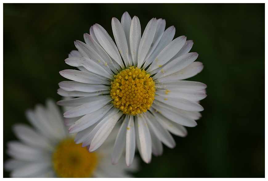 Gänseblümchen