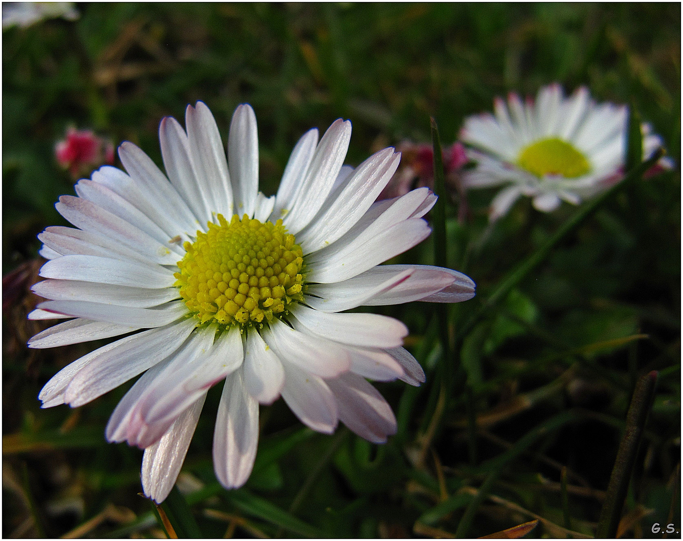 Gänseblümchen