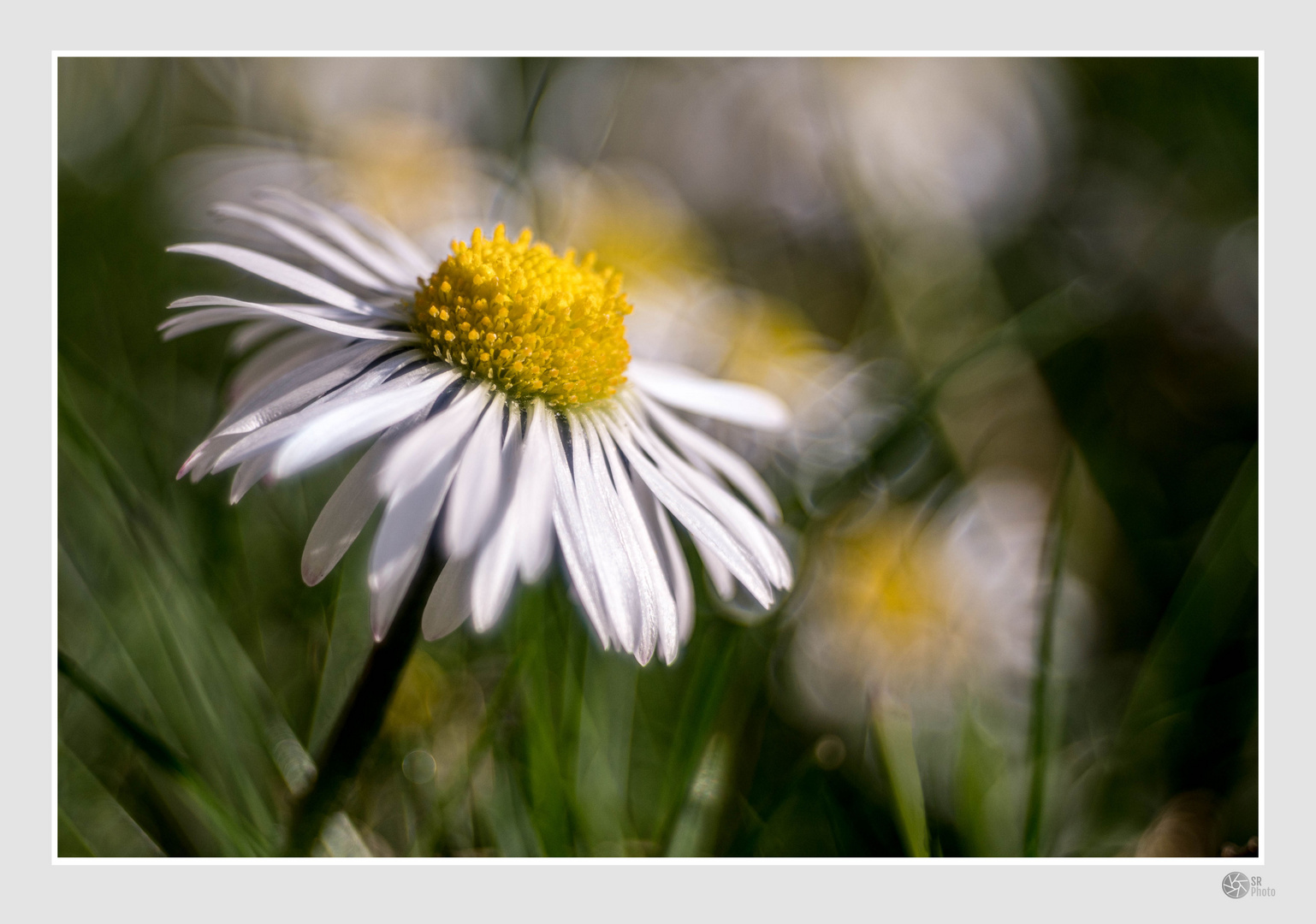 Gänseblümchen