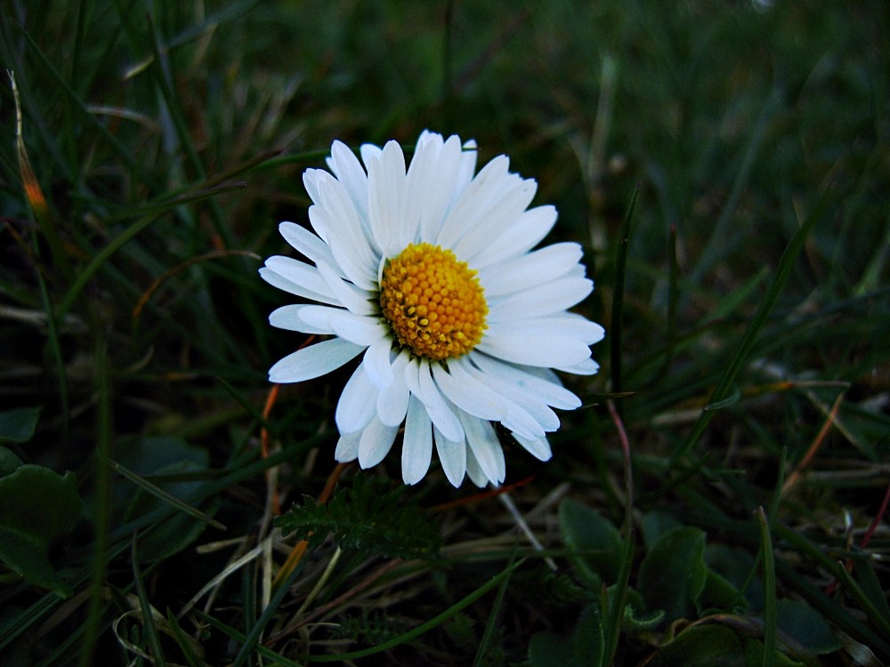 Gänseblümchen