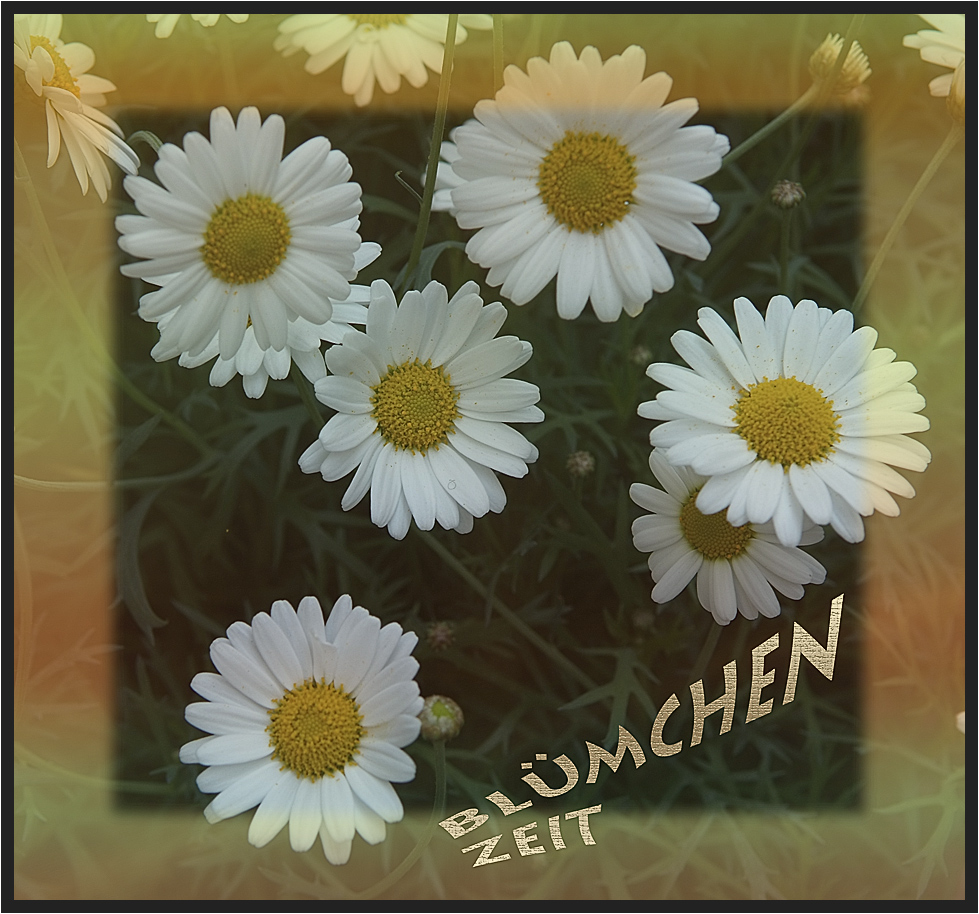 Gänseblümchen