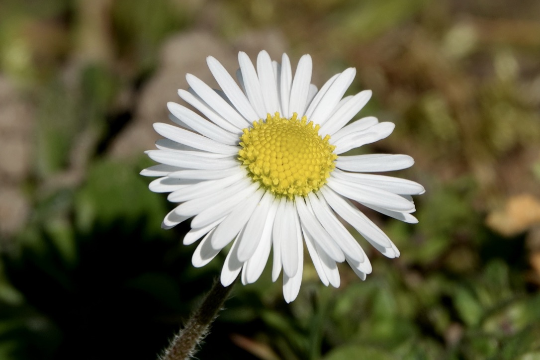 Gänseblümchen Foto &amp; Bild | natur, gänseblümchen, pflanze Bilder auf ...