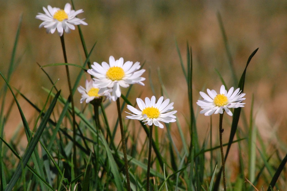 Gänseblümchen