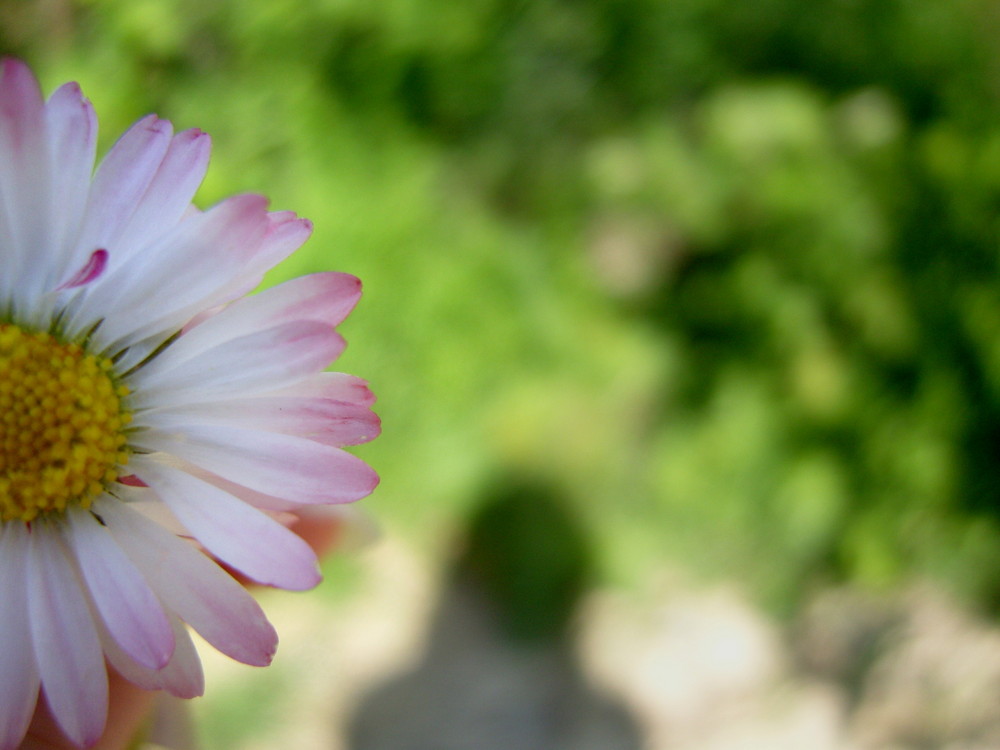 Gänseblümchen 2