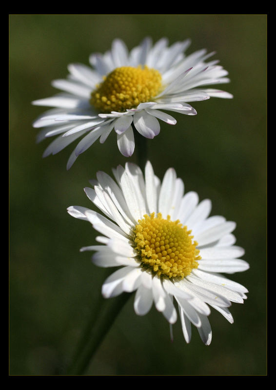 Gänseblümchen #2