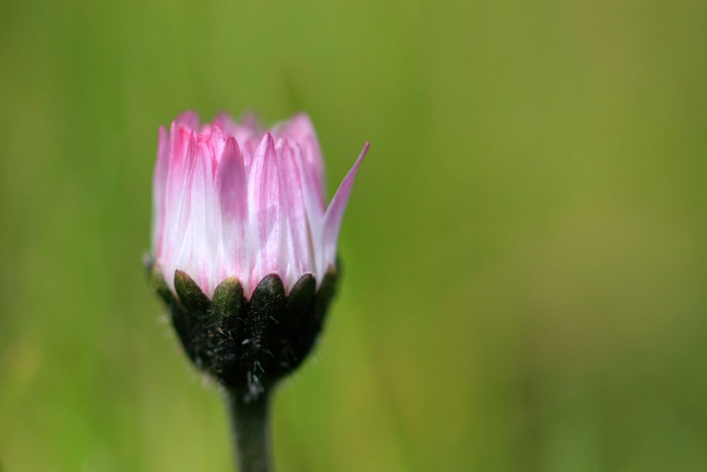 Gänseblümchen 2