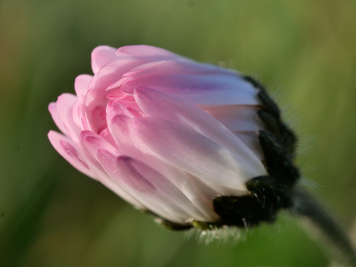 Gänseblümchen 2