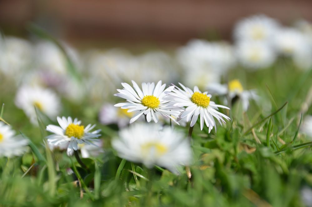 Gänseblümchen 2