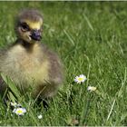 Gänse(blümchen)-2