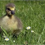 Gänse(blümchen)-2