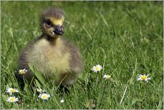 Gänse(blümchen)-2