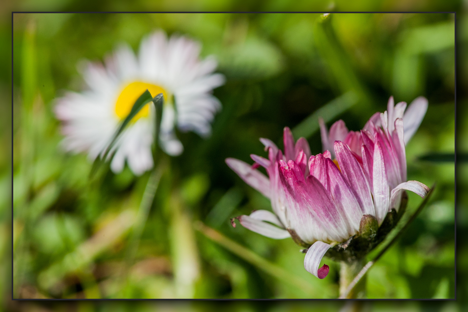 Gänseblümchen 2