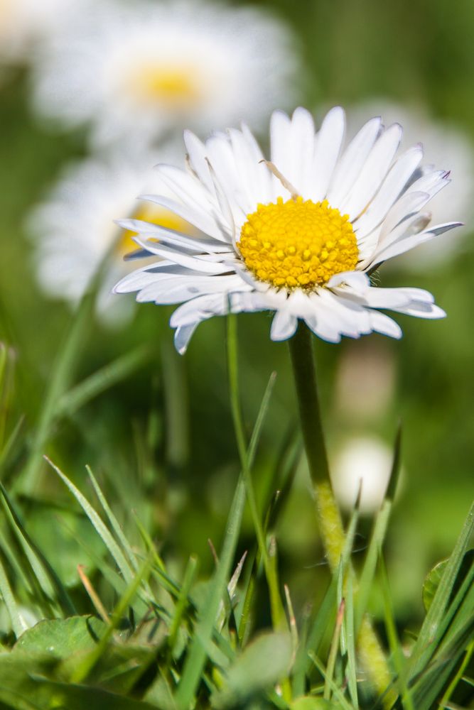 Gänseblümchen (2)