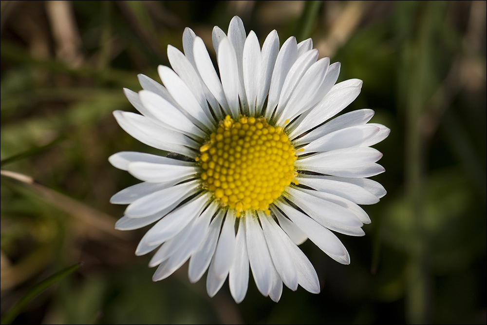 Gänseblümchen 2010