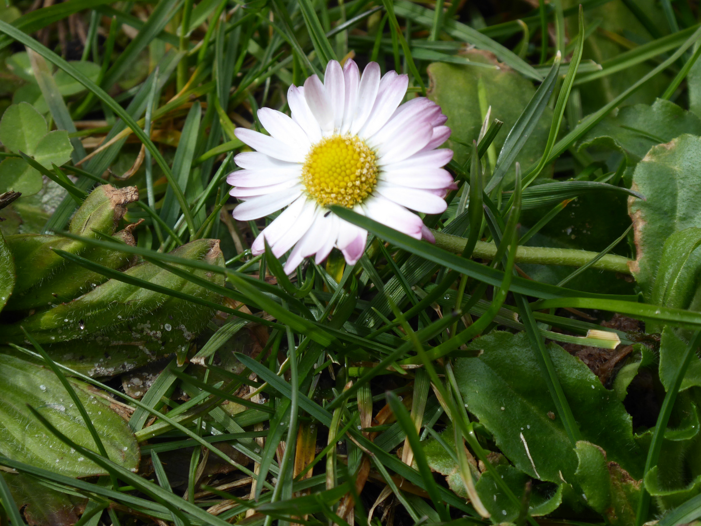 Gänseblümchen