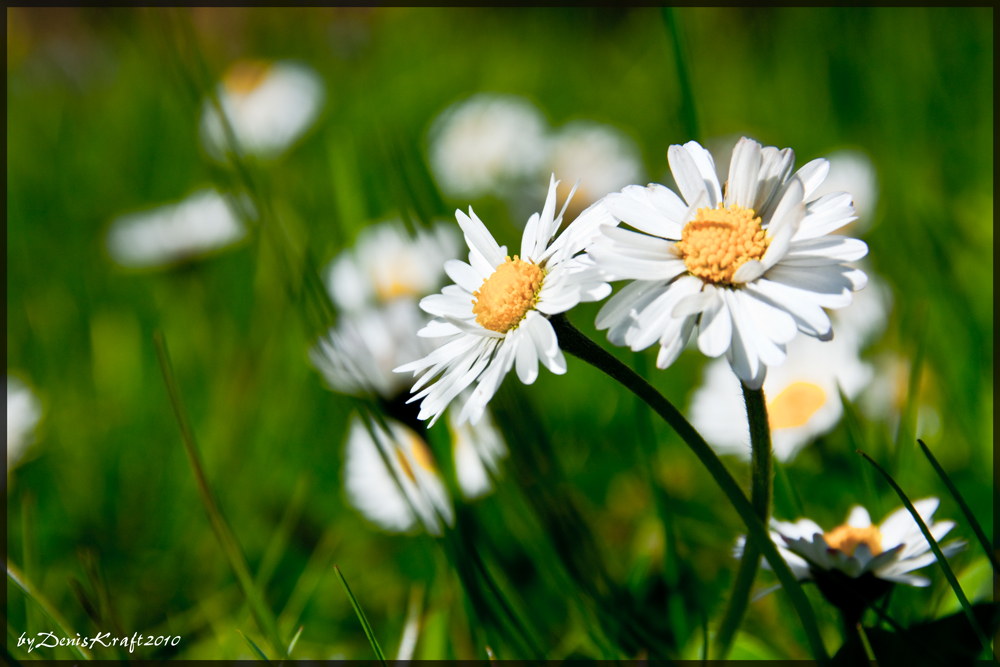 Gänseblümchen.