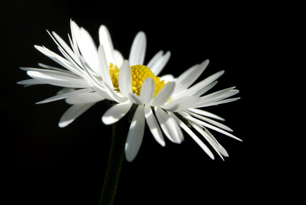 " Gänseblümchen "