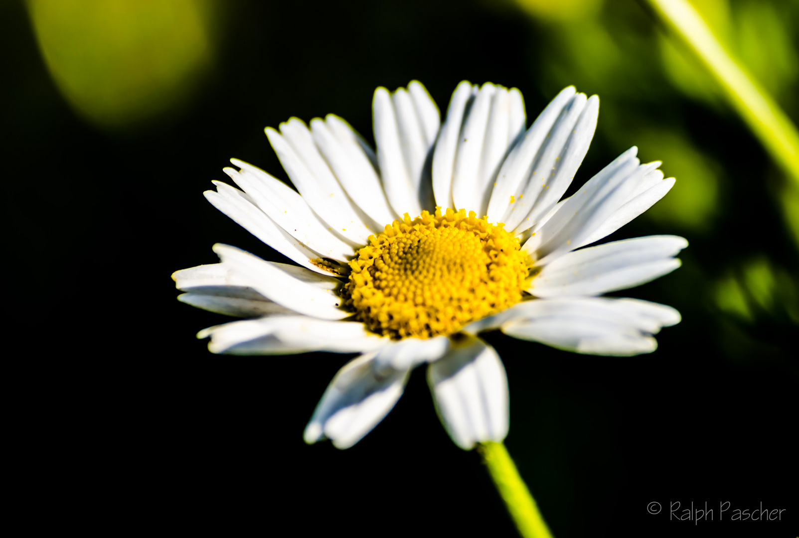 Gänseblümchen