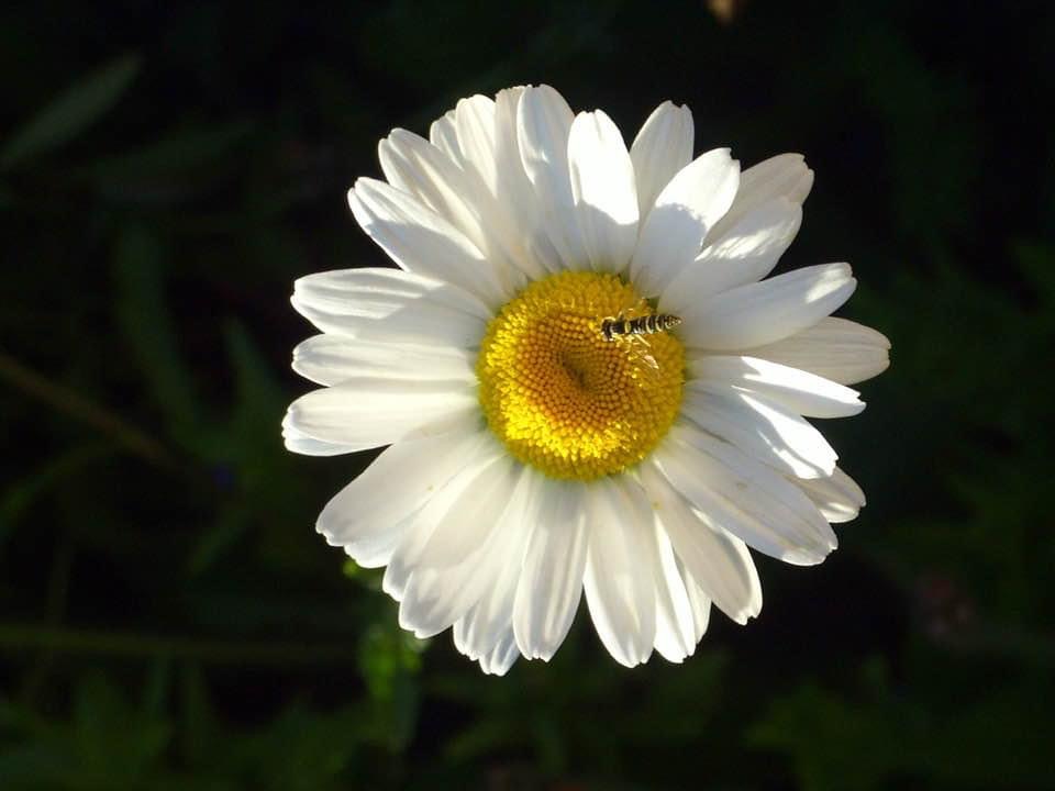 Gänseblümchen 