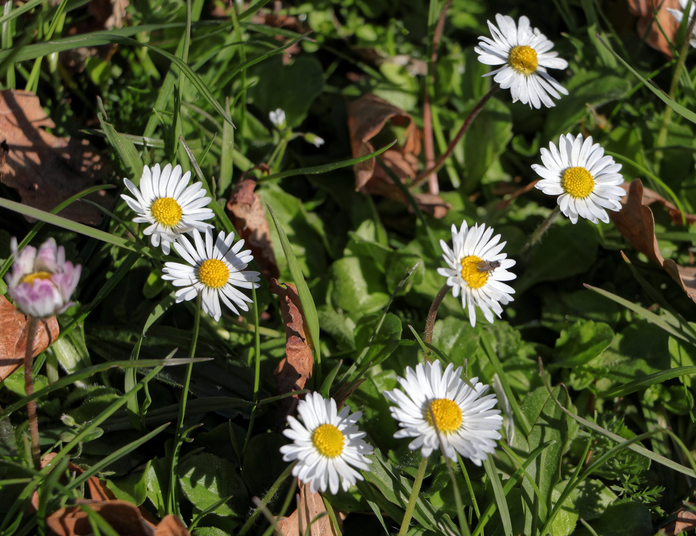 Gänseblümchen