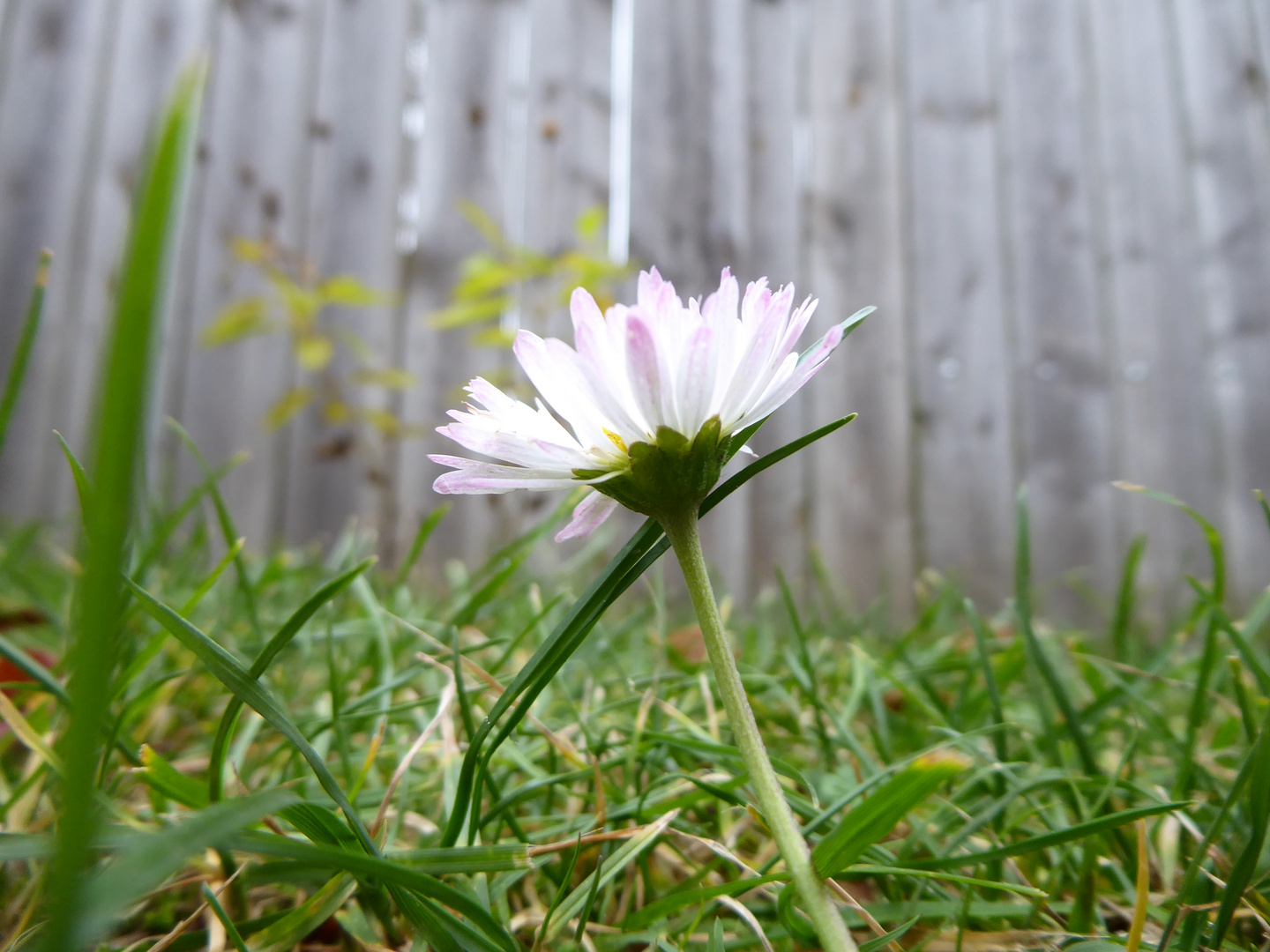 Gänseblümchen