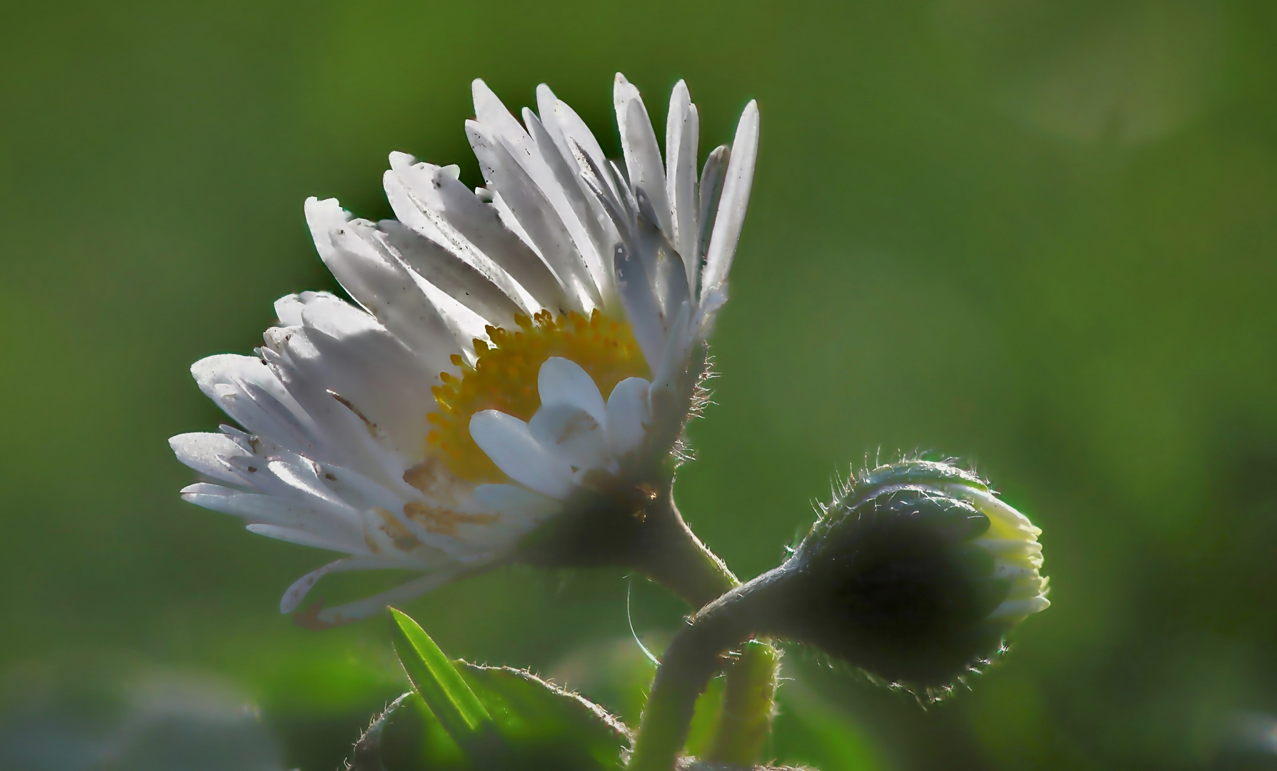 Gänseblümchen